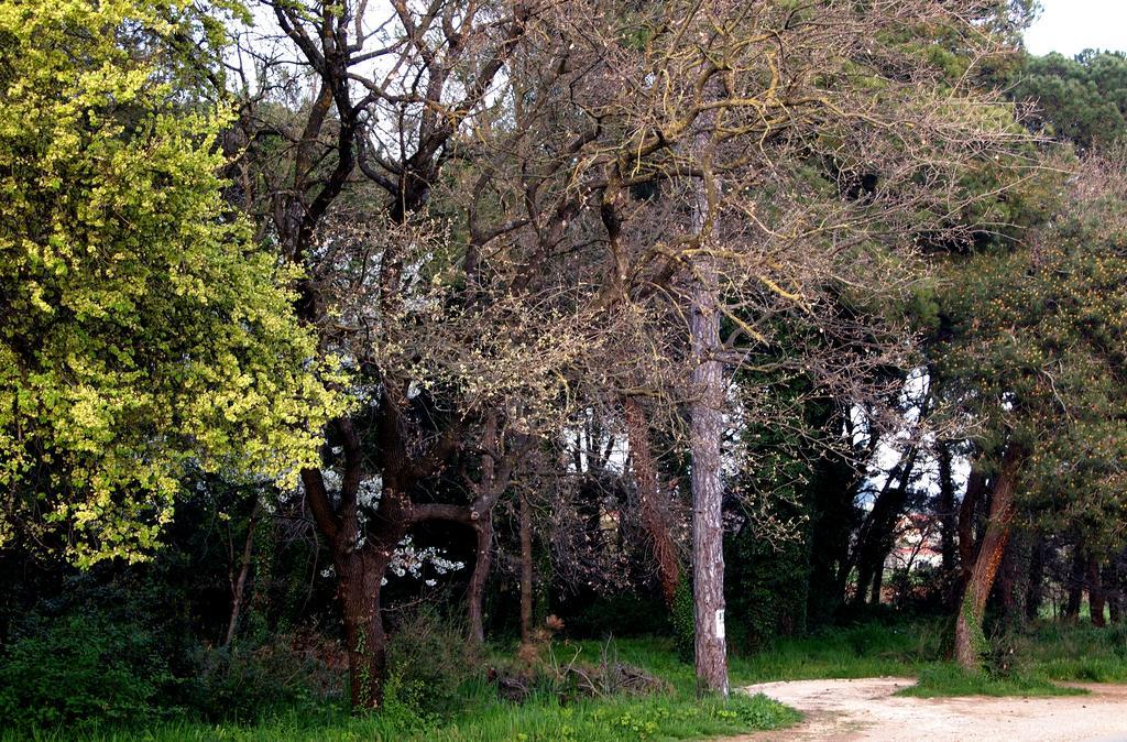Apartmani Alma Pula Bagian luar foto